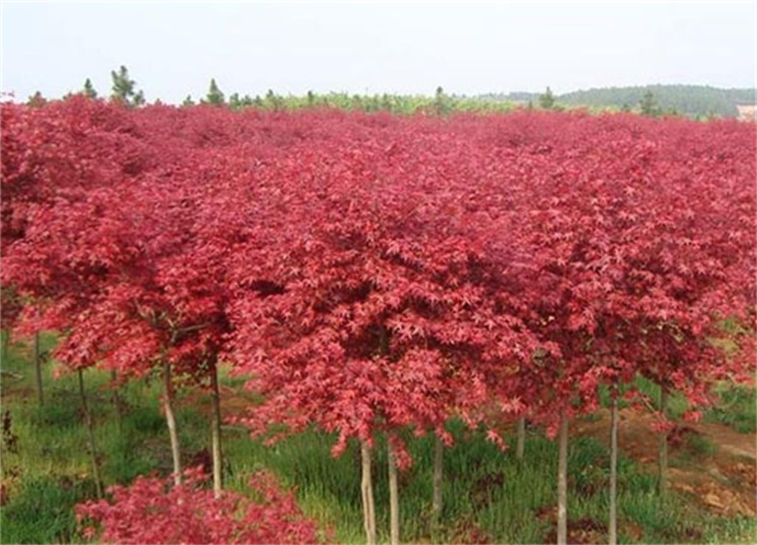 日本紅楓